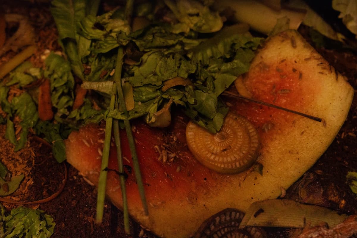 Magifarm: Organic Waste Composting